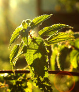 DROP - THE INCREDIBLE ORGANIC NETTLE 2000mg - Food Supplement