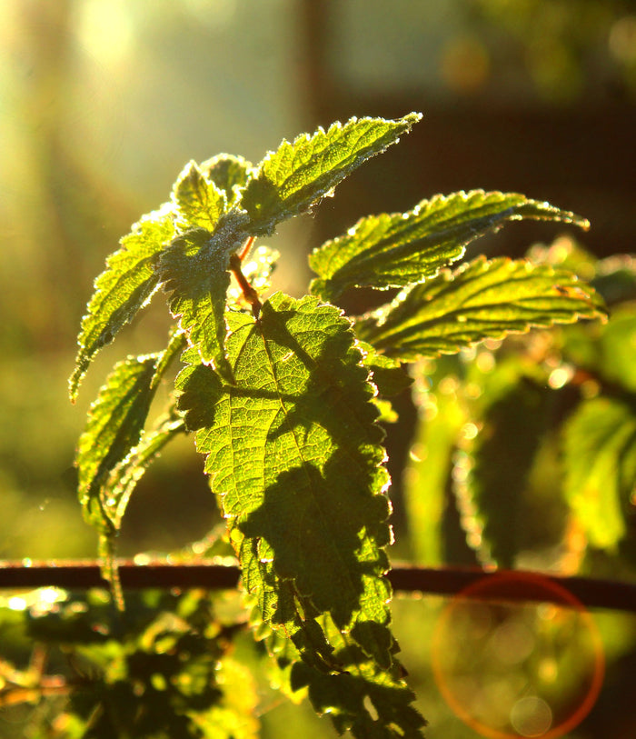DROP - THE INCREDIBLE ORGANIC NETTLE 2000mg - Food Supplement