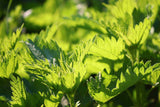 The Incredible Organic Nettle 2000mg - Food Supplement