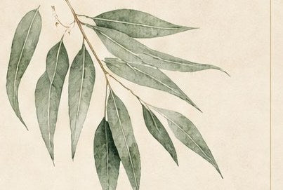 Eucalyptus illustration