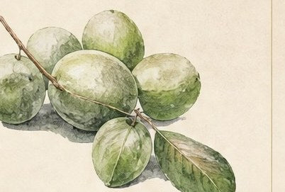 Kakadu Plum illustration