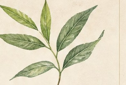 Tea Tree illustration